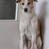 ROCKY - *2020 - DRINGEND ZUHAUSE GESUCHT
