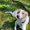 ROCKY - *2020 - DRINGEND ZUHAUSE GESUCHT