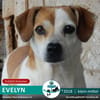 EVELYN - 2018 auf PS in 02633 Dretschen