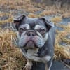 Mimi, tolle Französische Bulldogge
