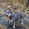 Mimi, tolle Französische Bulldogge