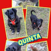 Welpenmädchen Quinta auf PS 91286