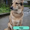 Taiga