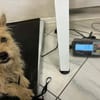 Leo  7 kg , sucht sein Für-immer-Zuhause