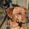 BRUNO