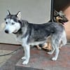 Rust, lieber Husky sucht neues Zuhause