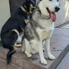 Rust, lieber Husky sucht neues Zuhause