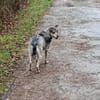 🐾 Senioren-Lady Pilvax sucht ihr Kusche