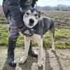 Sylt ein besonderer Husky