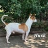 Huck