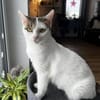 Schmusekatze ANNABELLE sucht ihr Zuhause