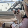 Schmusekatze ANNABELLE sucht ihr Zuhause