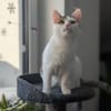 Schmusekatze ANNABELLE sucht ihr Zuhause