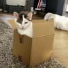 Schmusekatze ANNABELLE sucht ihr Zuhause