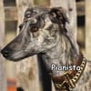 PIANISTA