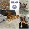 SELMA -Freundliche,sanfte &kleine Hündin