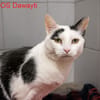DAWAYTI