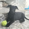 GUIZMO, Chiot mâle Croisé Labrador