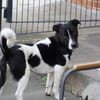 Terrier Mix Skye sucht sein Zuhause