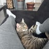 Traumkater MR. WISKERS sucht Zuhause!