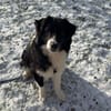 Milow - schlauer Border Collie