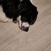 Milow - schlauer Border Collie