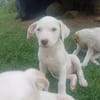 JOLIET, chiot Croisée Labrador femelle