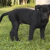 LOCKY, Chiot mâle Croisé Labrador