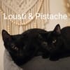 PISTACHE & LOUSTI