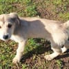 ODILE -rundum tolles Hundekind-