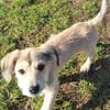ODILE -rundum tolles Hundekind-