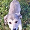 ODILE -rundum tolles Hundekind-