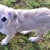 LUDWIG -rundum tolles Hundekind-