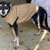 Pinscher-Mix COOKIE sucht ein Zuhause