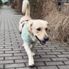 Junghund Leo sucht ein ruhiges Zuhause