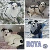 ROYA -super lieb, zutraulich & offen-