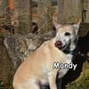 MANDY