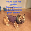 Ganz liebe Vicky sucht ihr Körbchen
