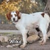 ALIKA