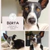 Berta: Eine ganz besondere Hündin