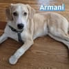 Armani - aktiv, verspielt und neugierig