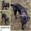 ODETTE -rundum tolles Hundekind-