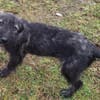 ODETTE -rundum tolles Hundekind-