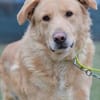Golden Retrievermix Ozzy sucht Familie