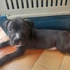 Snoopy le joyeux petit cane corso