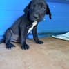 À L’ADOPTION, ZUKO CHIOT MÂLE NOIR ET BLANC CROISE CANE CORSO