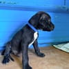 À L’ADOPTION, ZUKO CHIOT MÂLE NOIR ET BLANC CROISE CANE CORSO