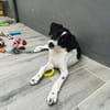 Omaïa, femelle, x border collie, née le 20/10/2025
