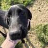 Rocky sucht ein Zuhause / Pflegestelle