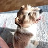 VICO - sucht Terrier erfahrenes Zuhause
